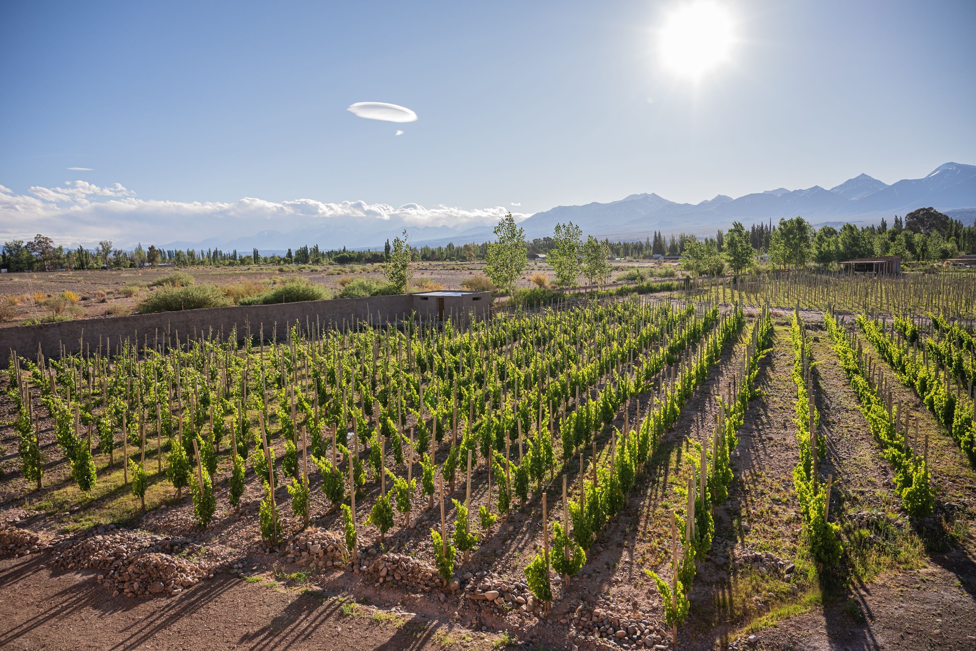 A vineyard with the sky in the background