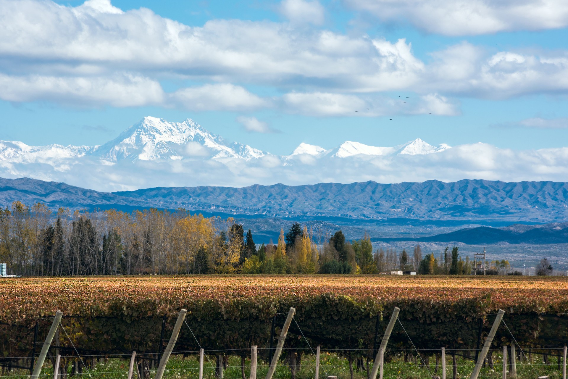 High altitude vineyards in Valle de Uco with Andes mountains