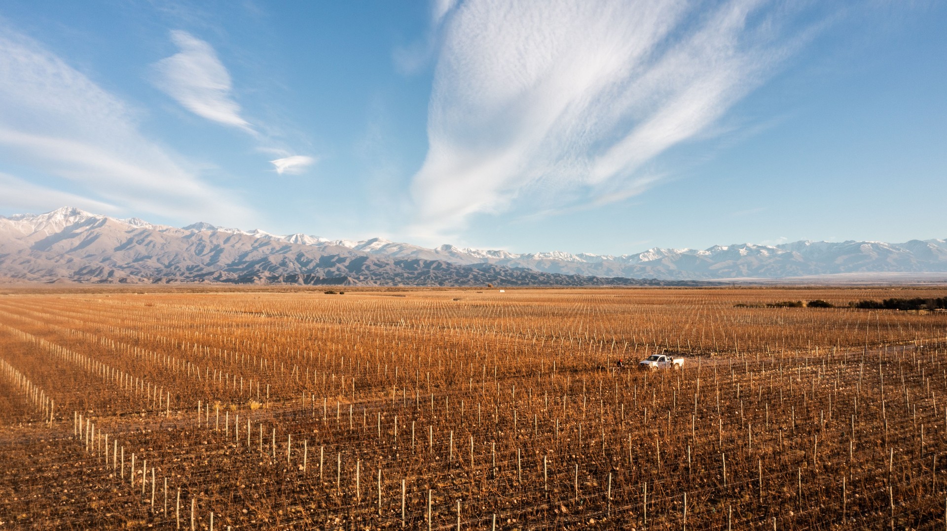 Vineyards in Mendoza, Argentina