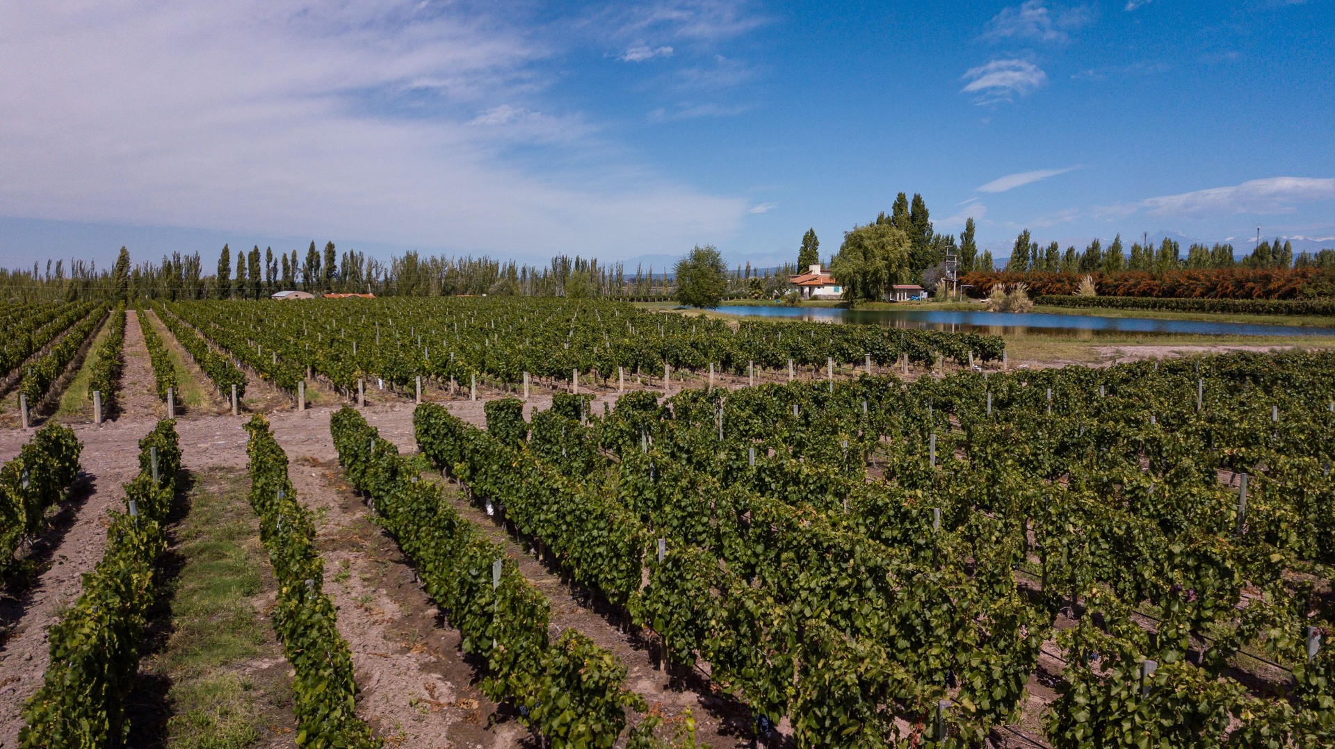 Vineyards in Mendoza, Argentina