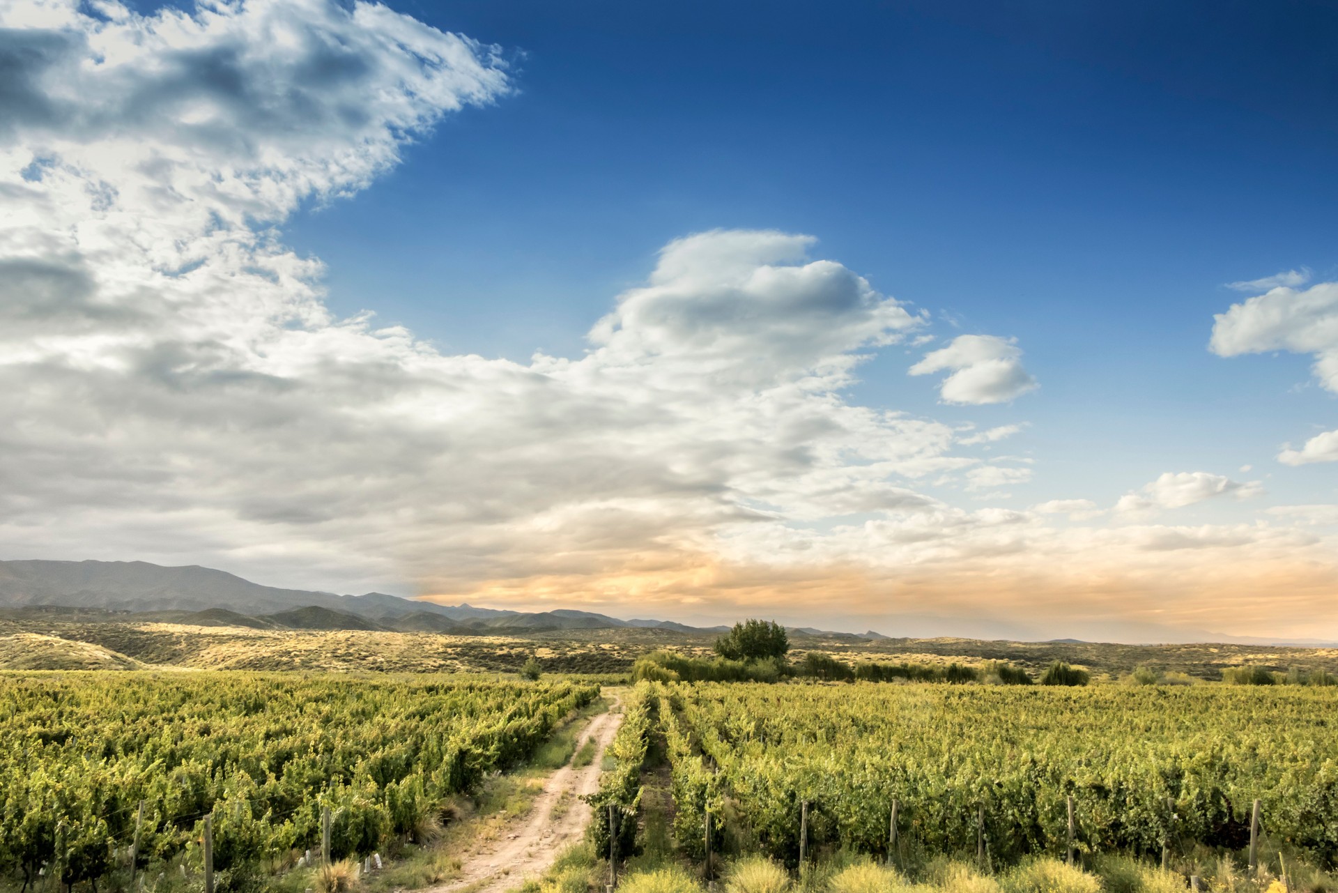 Vineyards in mountain valleys of the Andes, in Tunuyan, Mendoza, Argentina.